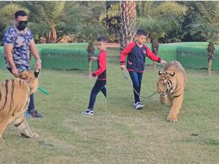 पार्क में टाइगर को टहलाते बच्चे का वीडियो वायरल, लोगों ने कहा- खतरनाक खेल