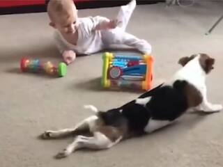 टीचर बना डॉग, नन्हे बच्चे को रेंगना सिखाता दिखा ये प्यारा जानवर, वीडियो वायरल