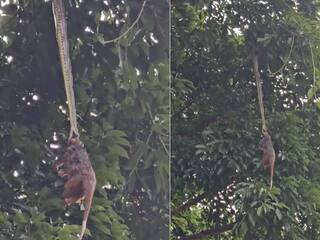 Python Video: 12 घंटे तक शिकार को मुंह में दबाए पेड़ पर लटकता रहा अजगर , वायरल वीडियो देख रोंगटे खड़े हो जाएंगे