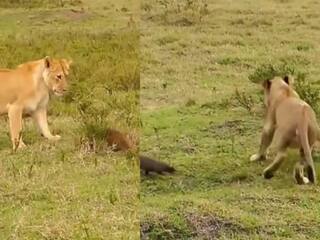 Mongoose vs Lioness Video: जंगल की रानी नेवले के आगे बनी भीगी बिल्ली , वीडियो देखकर आप भी चौंक जाएंगे