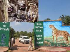 Kuno National Park से मिली Good News, नामीबिया चीता ज्वाला ने दिया चार शावकों को जन्म