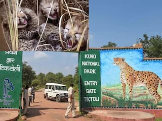 Kuno National Park से मिली Good News, नामीबिया चीता ज्वाला ने दिया चार शावकों को जन्म