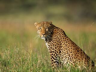 Leopard Viral Video: गुरुग्राम के एक घर में घुसा तेंदुआ, वीडियो वायरल, लोगों में फैली दहशत