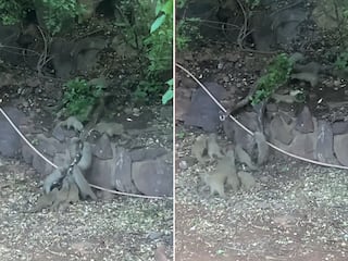 Azgar Aur Nevle Ka Video: हमला किया तो नेवलों ने याद दिला दी नानी, अजगर को हर जगह से नोंच दिया | देखें वीडियो