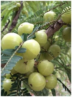 आंवले के 10 फायदे जानिए, गैस लेकर कोलेस्ट्रोल में है लाभकारी