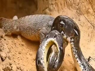 Comodo Dragon Aur Azgar Ki Ladai: अंदर तक हिला देगी अजगर और कोमोडो ड्रैगन की ये लड़ाई | देखें वीडियो