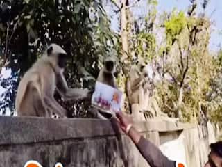 Bandar Ka Video: अयोध्या का निमंत्रण मिलते ही बंदर ने दिया चौंकाने वाला रिएक्शन, बार-बार देखा जा रहा वीडियो