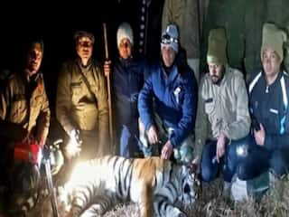 OMG! नरभक्षी निकली भीमताल में पकड़ी गई बाघिन, डीएनए रिपोर्ट से मिला सबूत