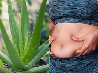 ये पौधा गायब कर देगा आपका Belly Fat, जानें कैसे करें इस्तेमाल