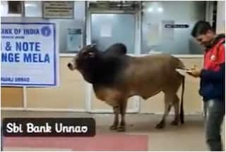 Wait, What! Bull Visits SBI Branch In UP, Watch What Happens Next