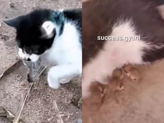 Chuhe Billi Ka Video: चूहे मारकर खा गई मगर बच्चे पालने लगी बिल्ली, इमोशनल कर देगा नजारा | देखें वीडियो