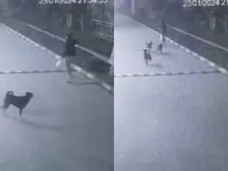 Dogs Attack Video: दूध लेकर जा रहे युवक को आवारा कुत्तों ने घेरा, फिर एक साथ बोल दिया हमला | देखें वीडियो