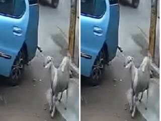 Bakri Chor Ka Video: कार से बकरी चुराने पहुंचे चोर, फिर जो किया पेट पकड़कर हंसेंगे | देखें वीडियो