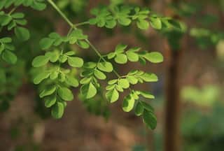 Moringa For Diabetes: Do Drumstick Leaves Help Manage Blood Sugar Levels? All You Need to Know