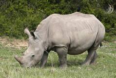 First Ever White Rhino IVF Pregnancy May Save This Sub-Specie From Extinction- Here is What We Know