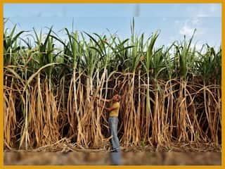 उत्तर प्रदेश सरकार ने गन्ने का मूल्य 20 रुपये बढ़ाया, राज्य कैबिनेट की बैठक में लिया गया फैसला