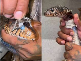 सांप की केंचुली उतारने का चौंकाने वाला वीडियो, देखकर आप भी रह जाएंगे दंग