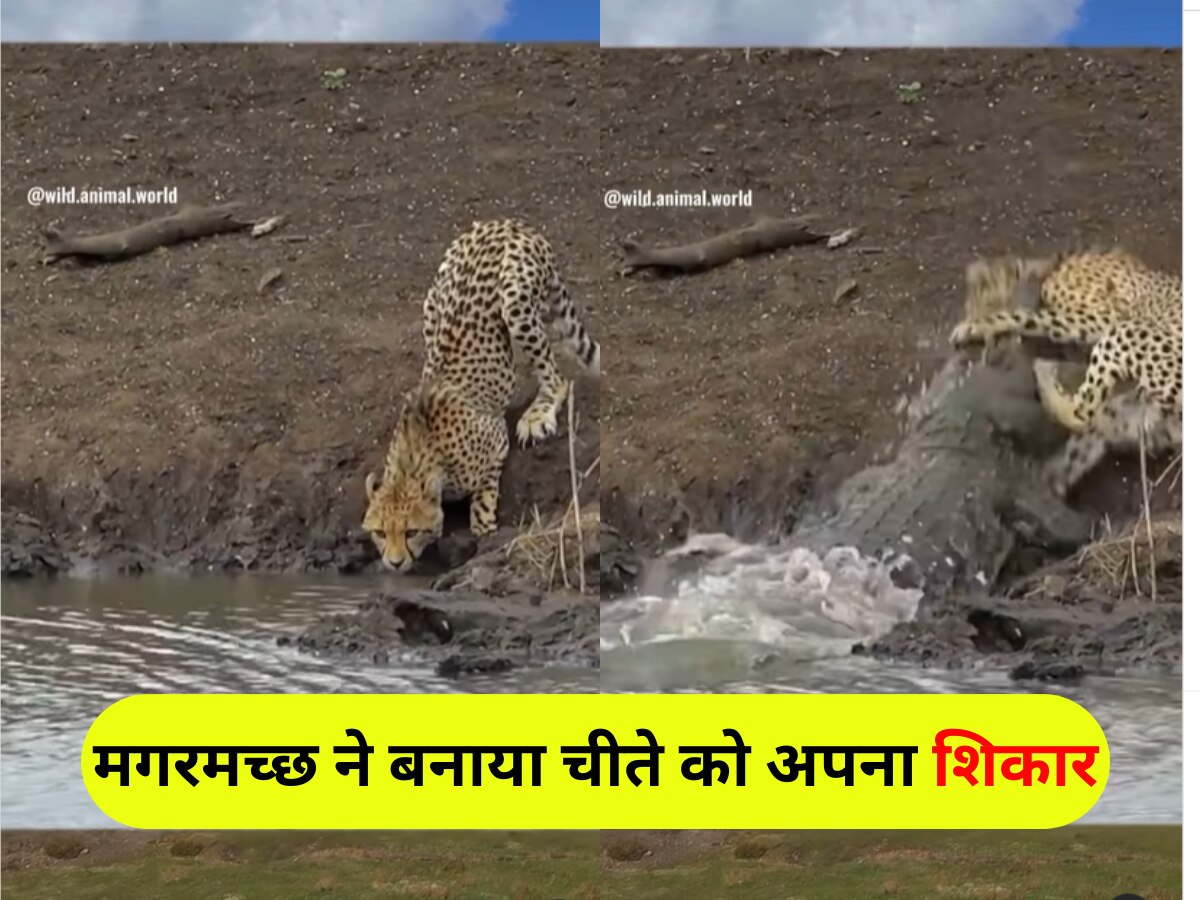 पानी पी रहे चीते पर मगरमच्छ ने किया हमला, बनाया अपना शिकार , फिर जो हुआ उसे देखकर आपके रोंगटे खड़े हो जाएंगे.