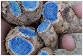 काली हल्दी के चमत्कार देख भूल जाएंगे पीली हल्दी, बस ऐसे करें चेहरे पर अप्लाई