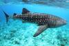 Wildlife Trust Of India Takes 'Save The Whale Shark' Campaign To Lakshadweep