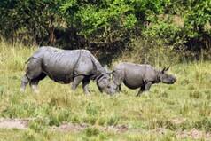 Researchers Use Pollen From Kaziranga National Park To Decode Climate Change