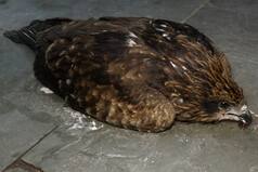 Delhi Police And Wildlife SOS Team Up For A Double Kite Rescue