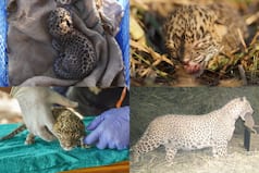 5-Day-Old Leopard Cub United With Mother By Wildlife SOS And Maharashtra Forest Department