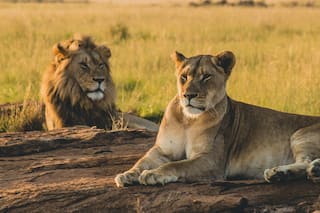 Lion AKBAR, Lioness SITA Kept In Same Enclosure At Siliguri, VHP Moves Court Citing 'Insult' To Hindu Religion