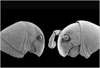 '200 Legs'! Alien-Like Creatures Discovered In Tanzania Jungles