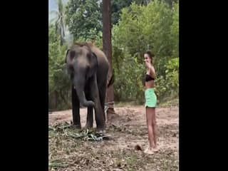 Ladki Ka Video: हाथी के साथ मस्ती करने पहुंची थी लड़की, मगर गजराज ने ऐसा पटका भूल ना सकेगी | देखें वीडियो