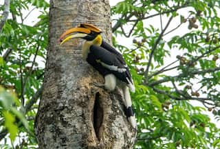 This Hornbill Bird's 'Love Story' Will Melt Your Heart - VIDEO