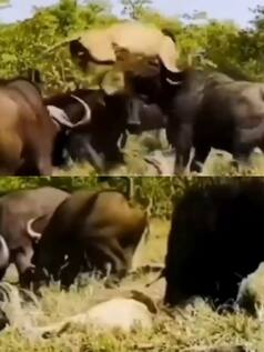 लड़ाई में भैंसे से हार गया शेर, इतना पिटा दोबारा उठा ही नहीं