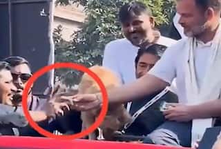 Video: Rahul Gandhi Offers Biscuit From Dog's Plate To Congress Worker; A Recap Of CM Himanta's Episode