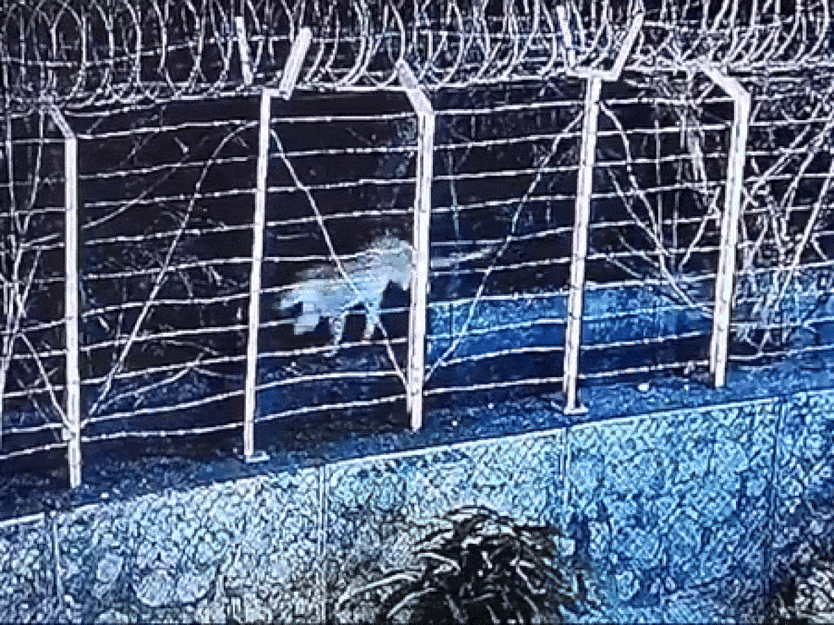 WATCH: Panic Grips Mumbai Society After Leopard Seen Prowling Near Boundary Wall