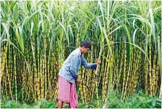 Government Approves Hike In Sugarcane FRP Amid Farmers' Protest | Details Here