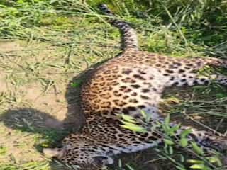 Wild Animal News: मादा तेंदुए का शव मिलने से इस गांव में हड़कंप, दो तेंदुओं के बीच संघर्ष की आशंका