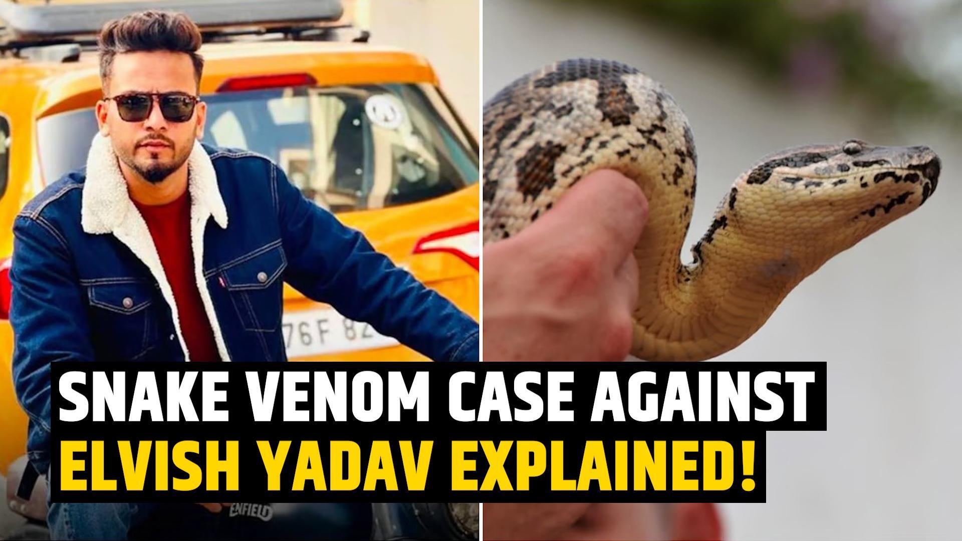Elvish Yadav Arrested: What Exactly is this Case; Why is Snake Venom Used at Rave Parties?