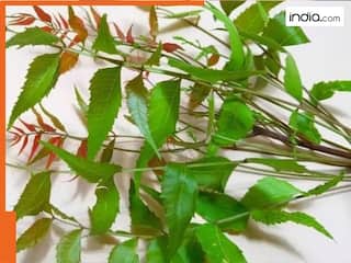 नीम की पत्तियों से सेहत को मिलते हैं जबरदस्त फायदे, इन 4 समस्याओं से मिलेगा छुटकारा