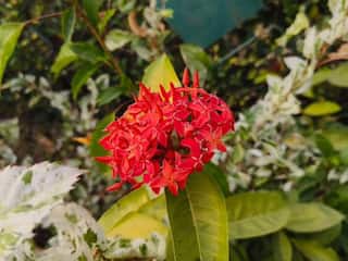 Laxmi Vilas Palace To Ajwa Garden: 5 Best Places To Visit In Vadodara