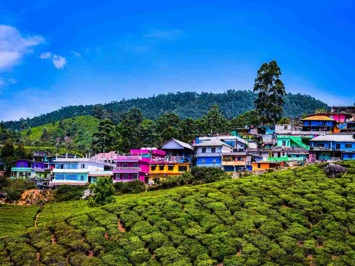 Explore Munnar On a Budget: 5 Insider Tips Revealed