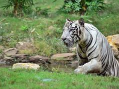 Unveiling Raipur: What Tourists Should Be Aware of Before Visiting