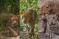 Manikdoh Leopard Rescue Centre Providing Much-Needed Love And Support To Spotted Big Cats