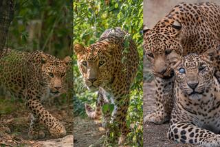 Manikdoh Leopard Rescue Centre Providing Much-Needed Love And Support To Spotted Big Cats