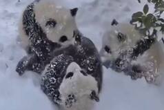 Cutest Baby Pandas In Action Will Blow Your Minds, Fill Your Hearts: WATCH VIDEO