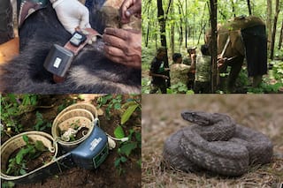 World Wildlife Day: Digital Innovation For Wildlife Care Takes Centre Stage