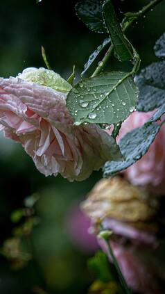 IMD Weather Update Today: Heavy Rains in 12 States Till March 31