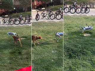 Viral Video Today: रोबोट डॉग को देख घबरा गया असली डॉगी, फिर जो हुआ कभी नहीं देखा होगा | देखें वीडियो