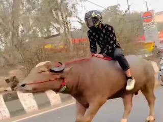 Funny Video Today: बाइक की तरह सड़क पर भैंसा दौड़ाना लगा बंदा, तभी जो हुआ यकीन ना करेंगे | देखें वीडियो