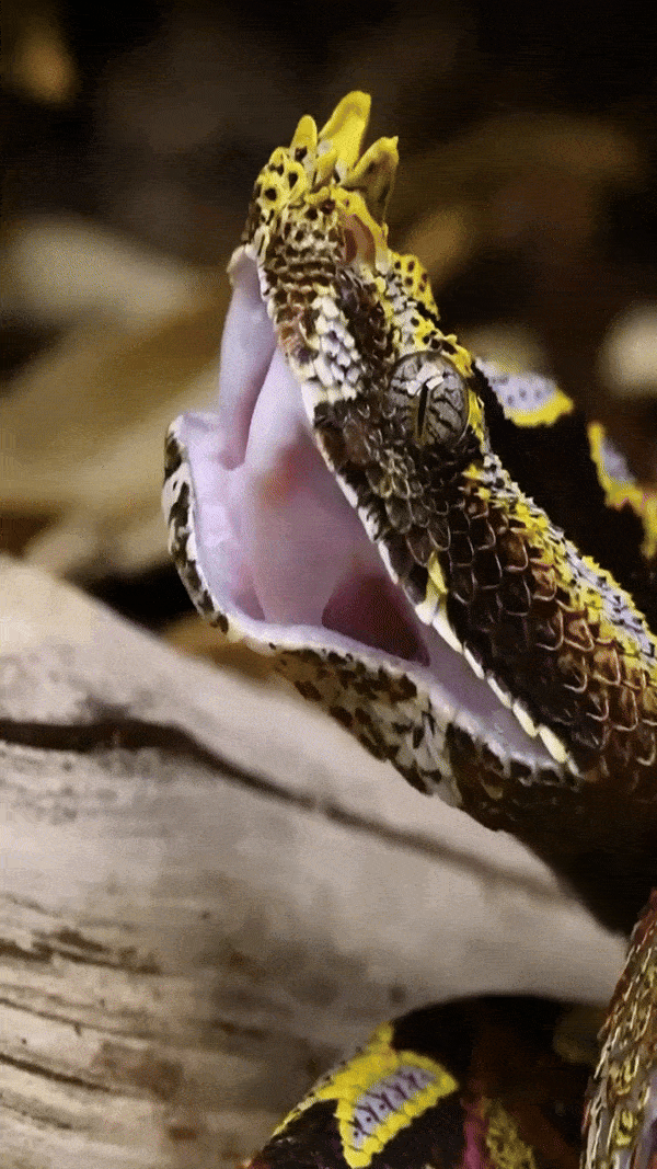 BEWARE! These Snakes can ATTACK and KILL Instantly