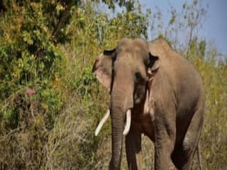 OMG! शहद इकट्ठा करने गए दंपति पर जंगली हाथी का हमला, महिला को कुचल कर मार डाला